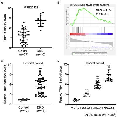 TRIM18-Regulated STAT3 Signaling Pathway via PTP1B Promotes Renal Epithelial–Mesenchymal Transition, Inflammation, and Fibrosis in Diabetic Kidney Disease